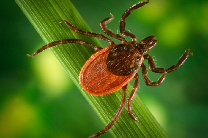 en/products/protection-from-ticks/
